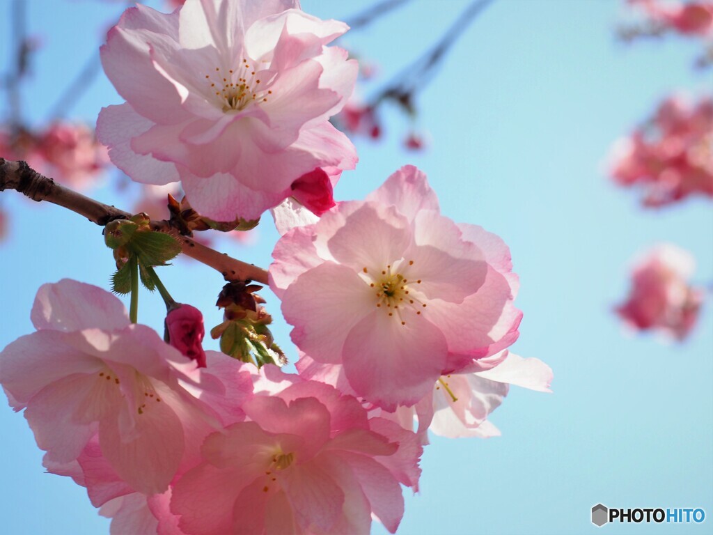 八重桜