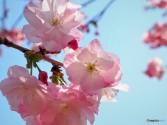 八重桜