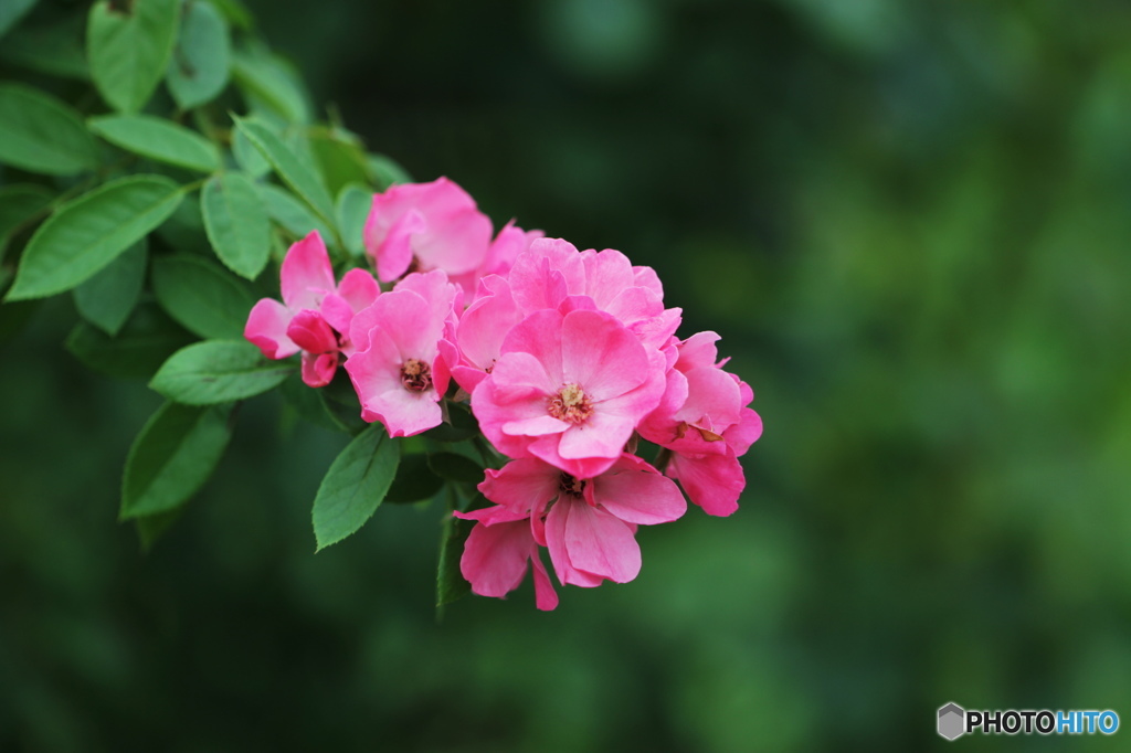 夏咲の薔薇ー１