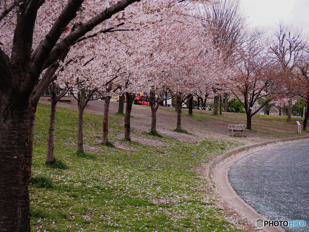 桜便り～lii