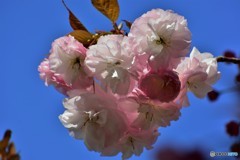 平成最後を咲く桜達～lxix