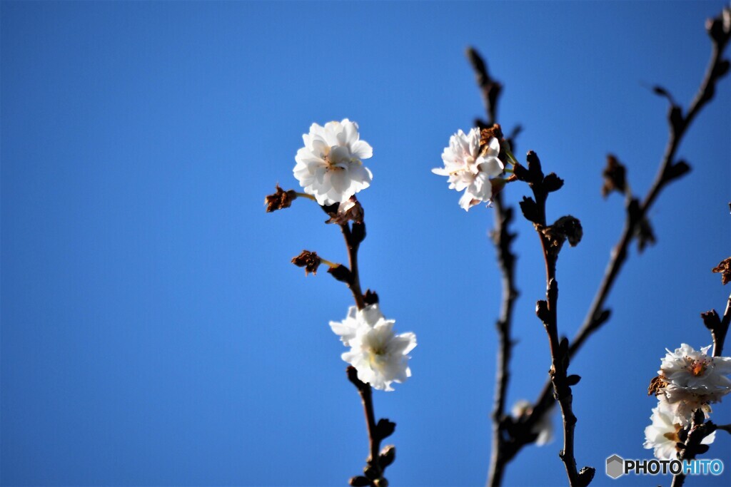 花だより～ⅸ