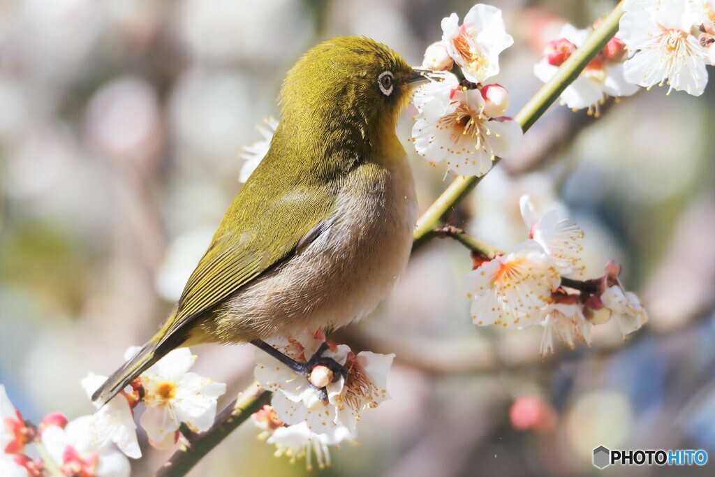 白組ウメジロー～ⅱ