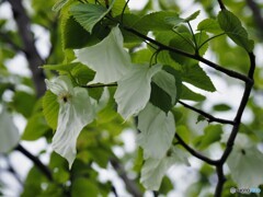 ハンカチの樹の花