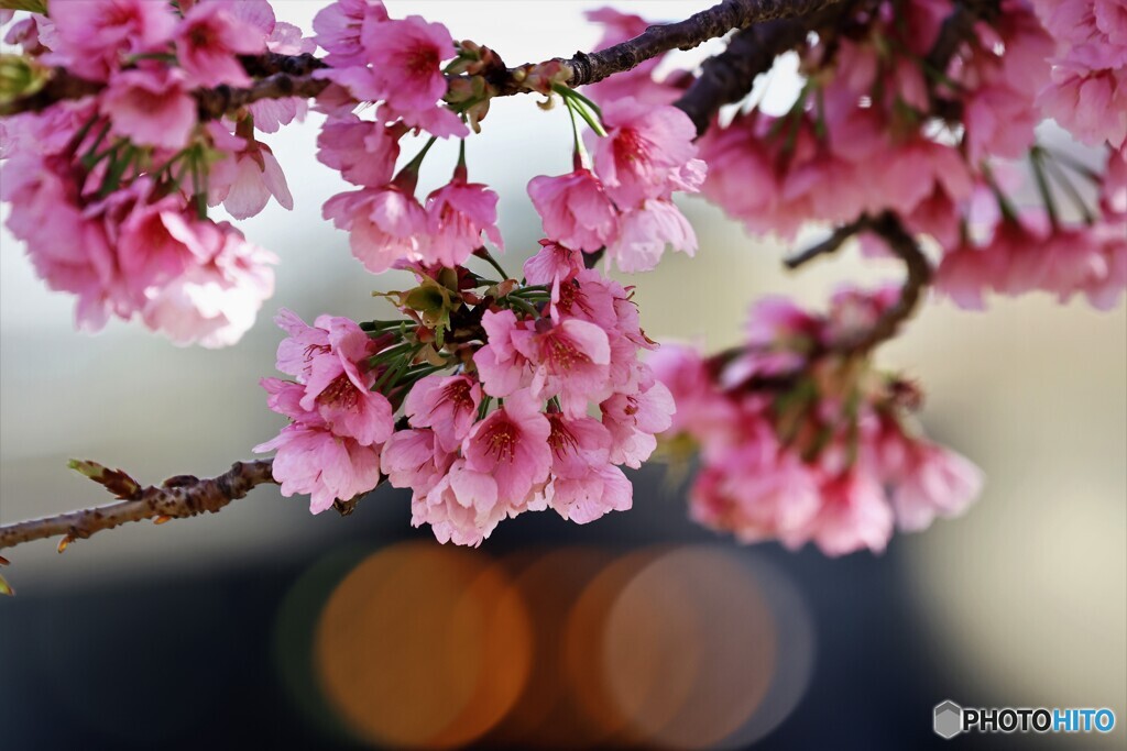 汐入大寒桜