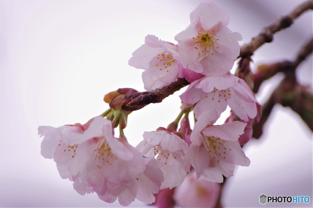 汐入公園、オオカン桜、２０１８ⅰ