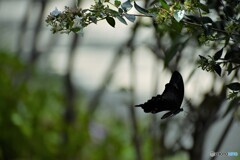 黒い蝶～ⅱ