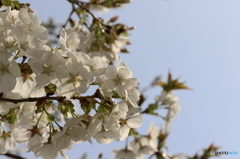 卯月桜ー大島桜ー２