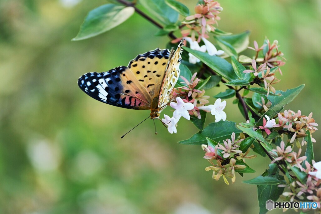 褄黒豹紋～♀