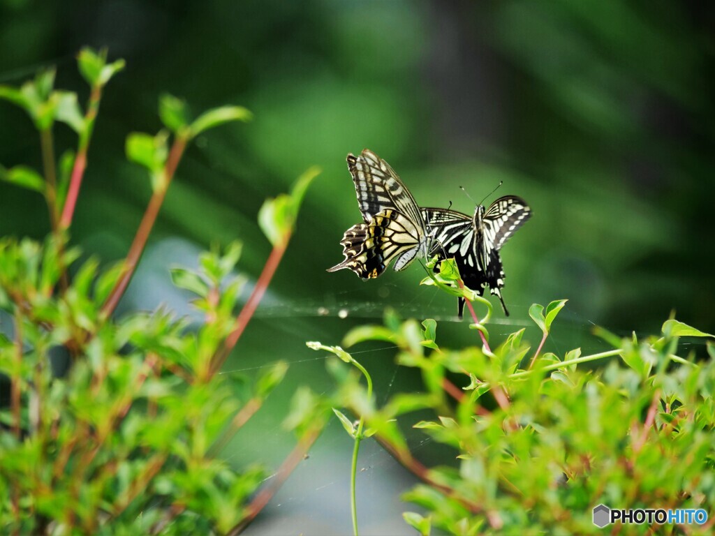 プロポーズ～ⅲ