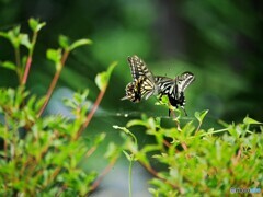 プロポーズ～ⅲ