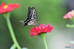 美しく短命～ⅰ