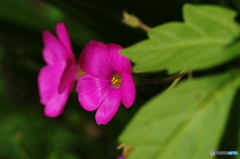 霜月花ー７