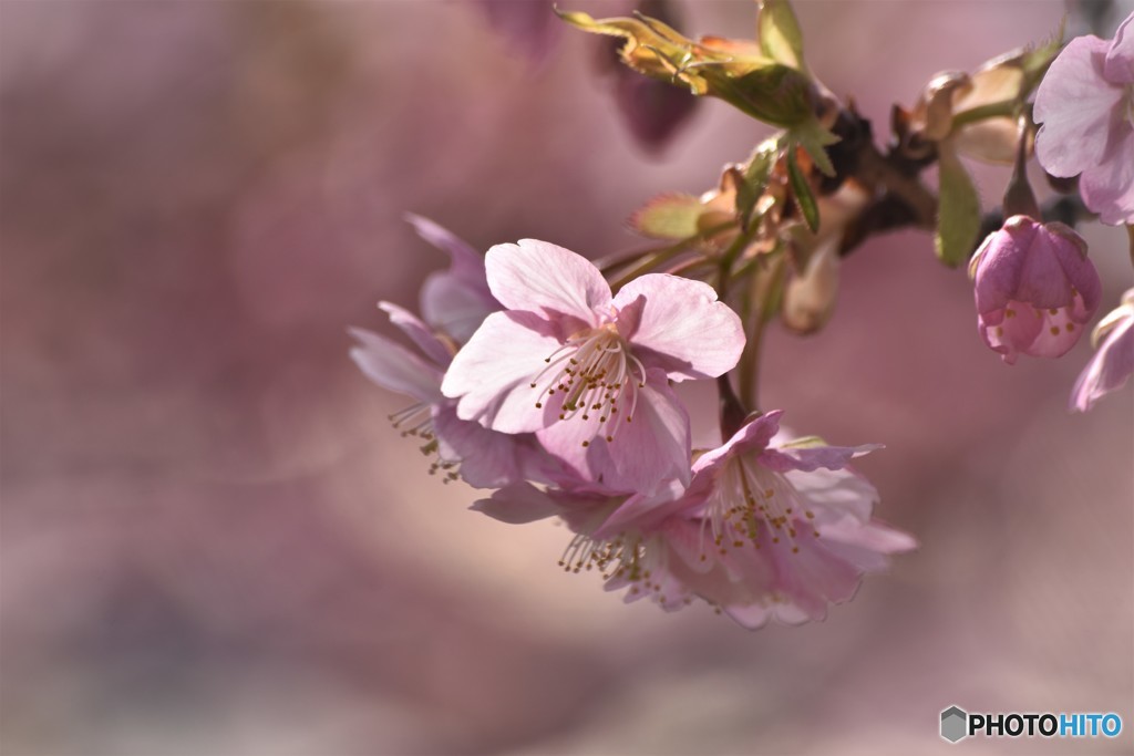 汐入公園、河津桜透過ⅱ