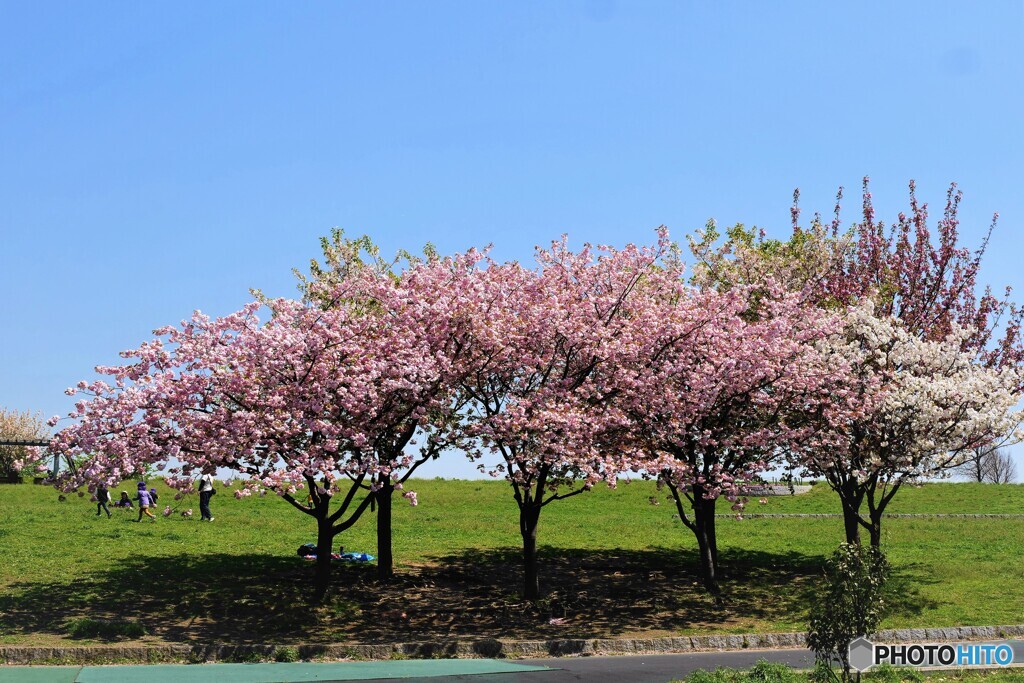 汐入八重桜