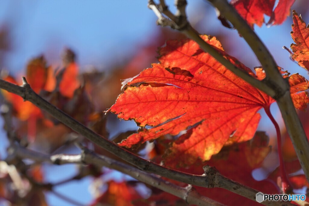 紅く染まる
