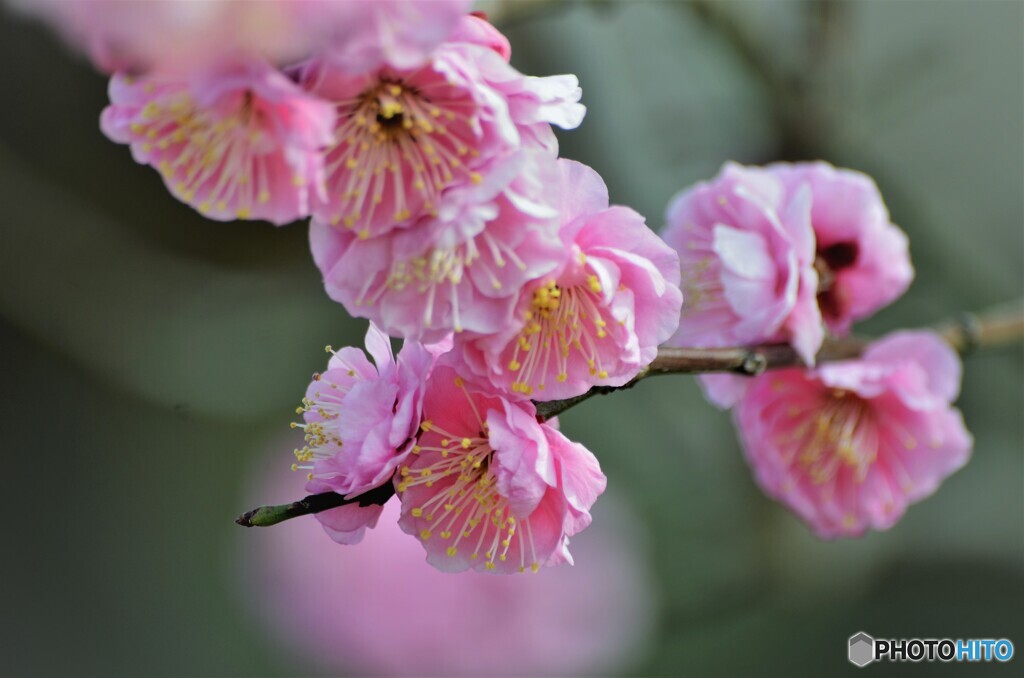 氏神様の梅の花～ⅳ