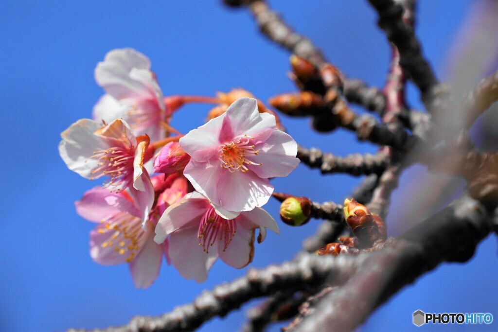 花だより～ⅱ