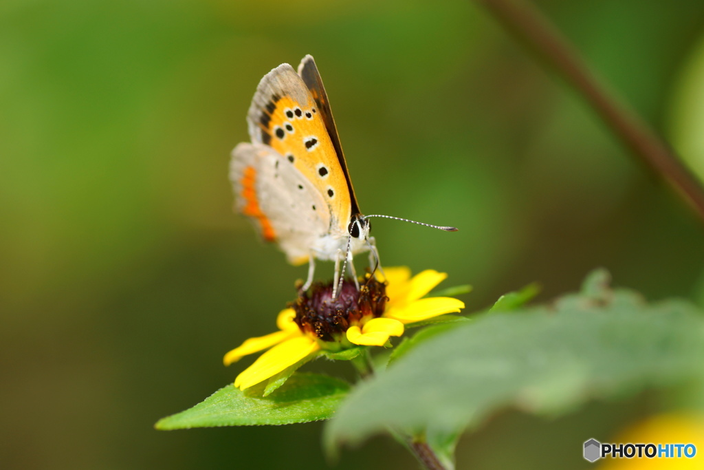 花テーブル、、、。