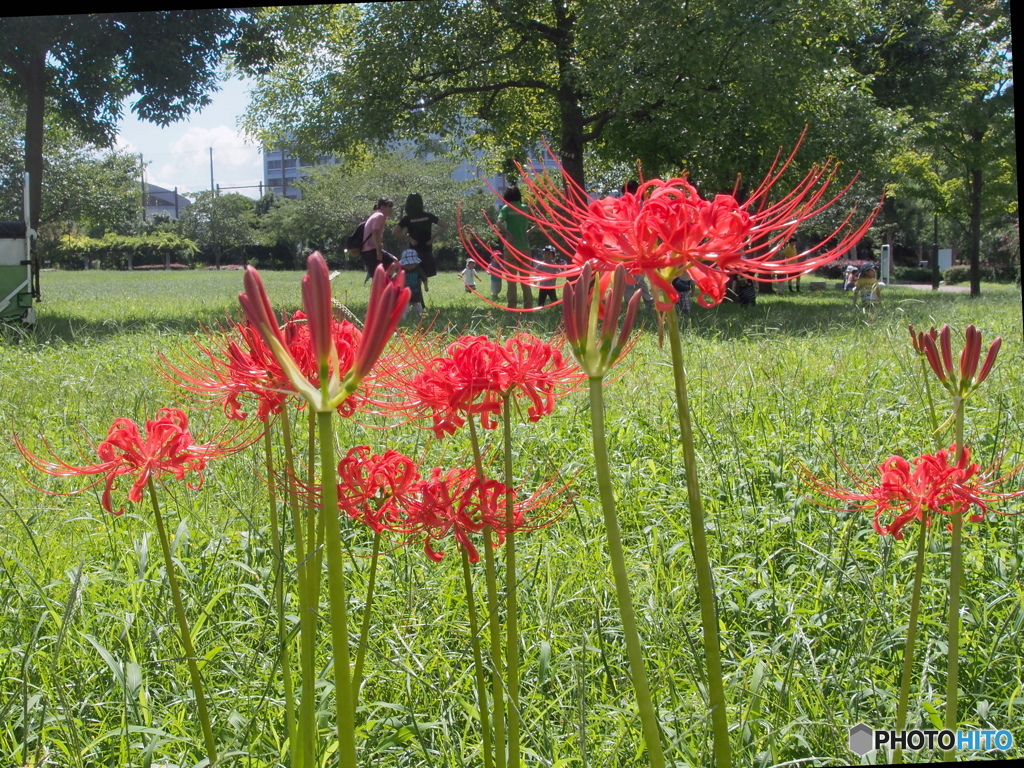 秋の汐入公園