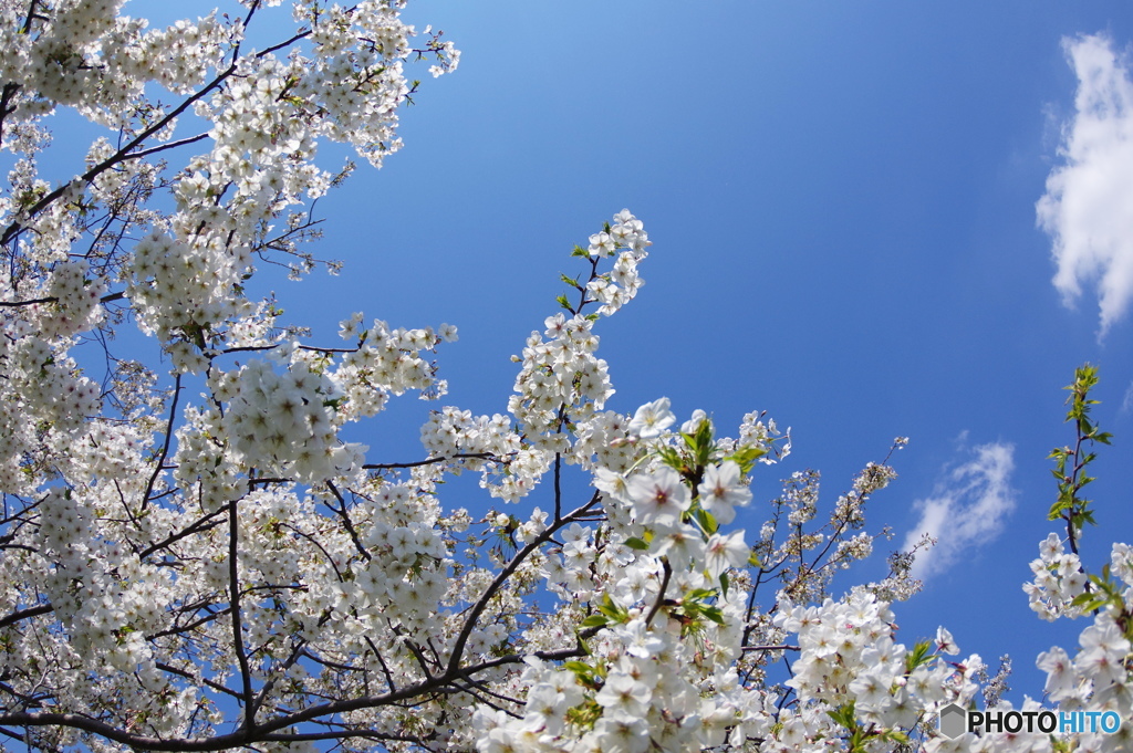 オオシマサク、、、ラ－Ⅴ