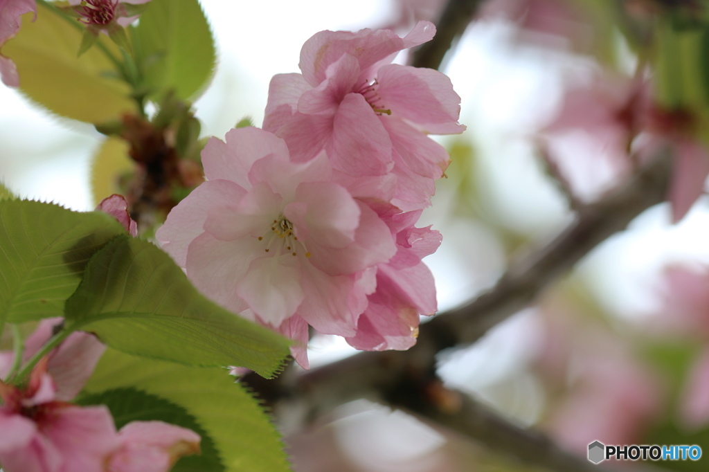 卯月桜ー関山ー１