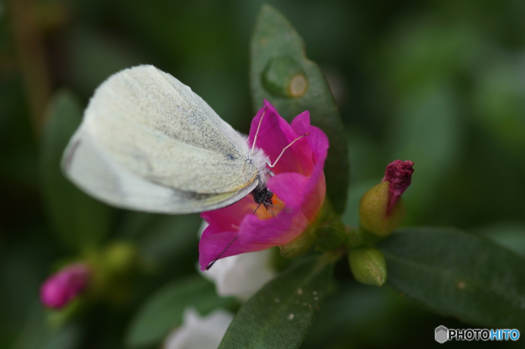 モンシロチョウの食事ー４