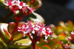 金の成る木が咲いた