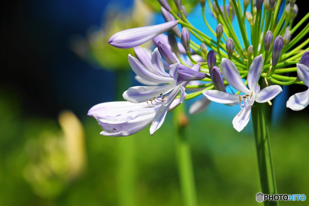 African lily