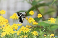 黄花に舞う