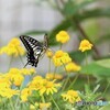 黄花に舞う