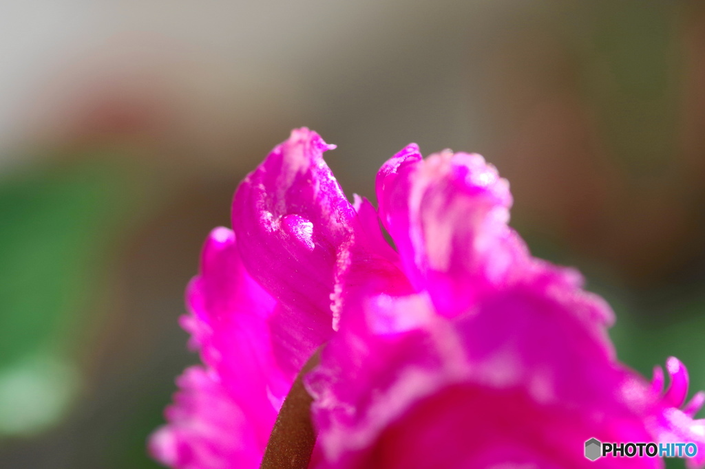 ベランダ花ー１