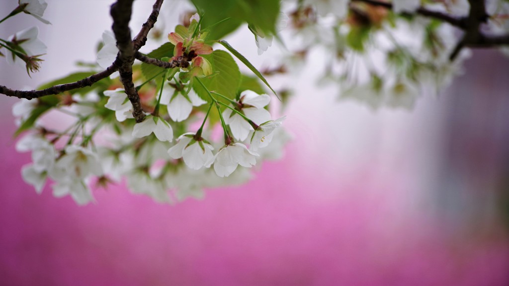 平成最後を咲く桜達～xlviii