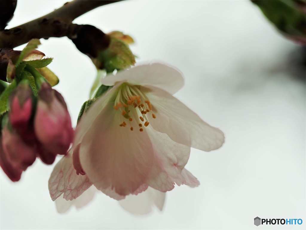 平成最後を咲く桜達～ⅷ