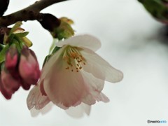 平成最後を咲く桜達～ⅷ