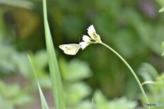 蝶づくし～ⅲ