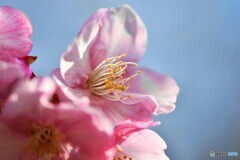 ２０２１桜便り～ⅶ