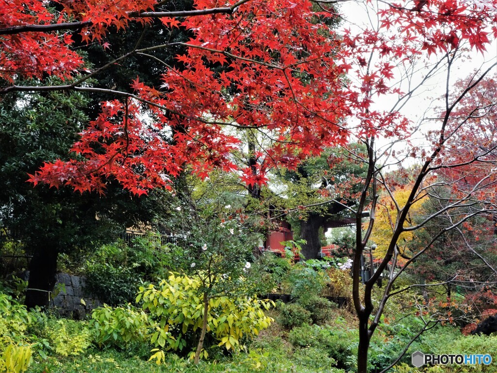 雨の上野の森公園～ⅱ