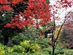 雨の上野の森公園～ⅱ