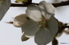 卯月桜ー大島桜ー３