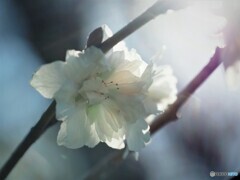 子福桜～ⅱ