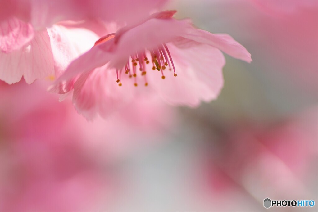 ２０２１陽光桜便り～ⅴ