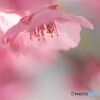 ２０２１陽光桜便り～ⅴ