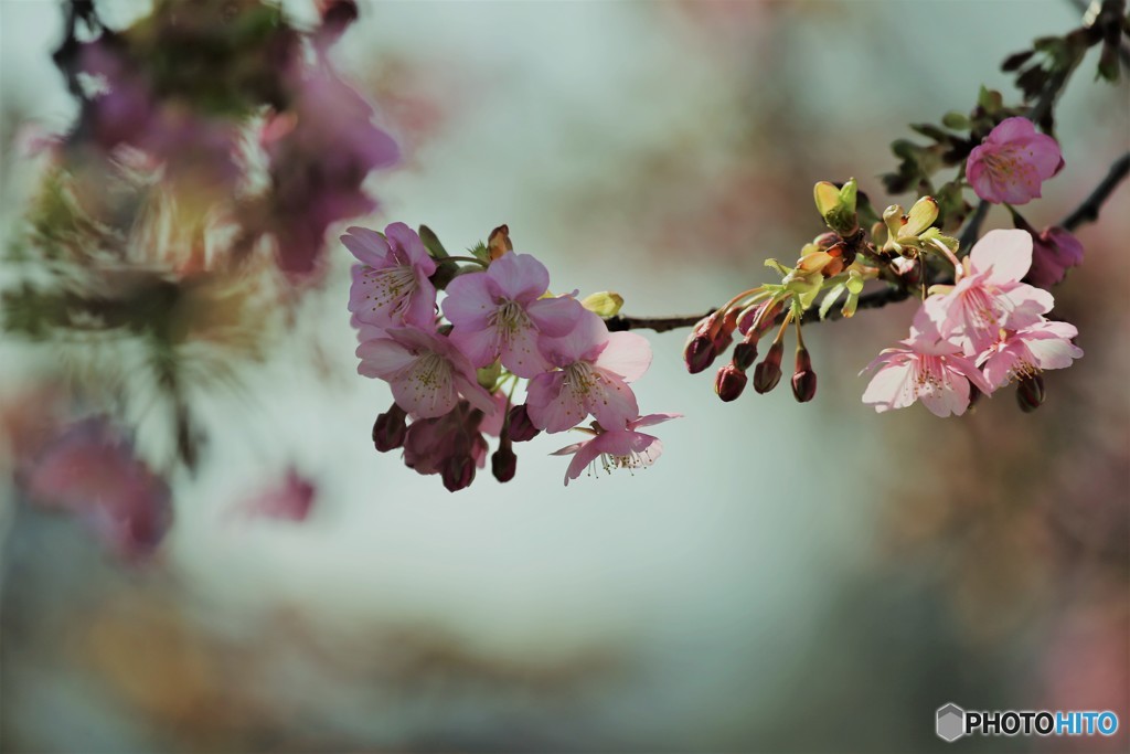 汐入、河津桜～Ⅷ