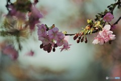 汐入、河津桜～Ⅷ