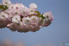 一葉桜の春