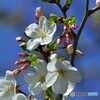 大島桜だより～②