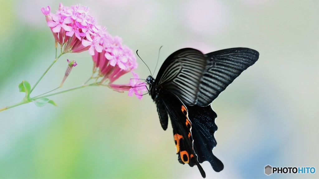 Papilio protenor～Ⅴ