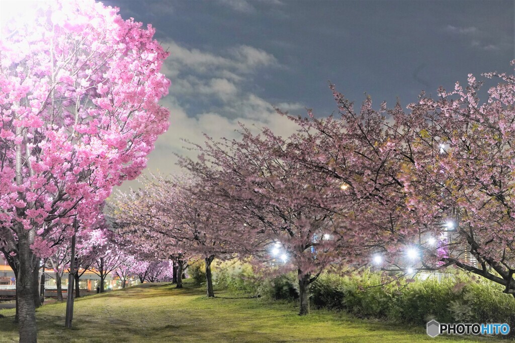 汐入夜桜蔵出し～ⅱ