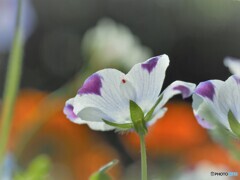 美しいものには虫が来る～ⅱ